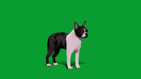 Boston Terrier Dog