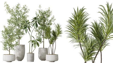 AV Indoor plants set 153 Beech Olea Europaea Olive Eucalyptu and Aloifolia Rostrata Palm and Ficus Cyathistipula African Fig