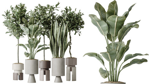 AV Indoor plants set 154 Ficus Microcarpa Moclame and Snake Green Sansevieria and Bird Of ParadiseBird