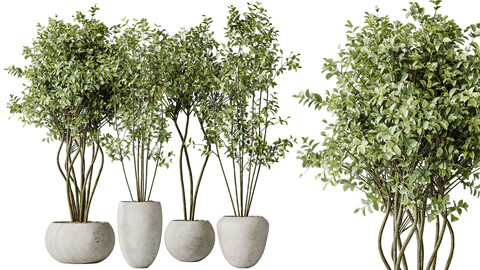 AV Indoor plants set 156 Beech Olea Europaea Olive Eucalyptu Joyplants Mini Fig