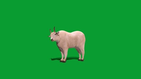 Mountain Goat