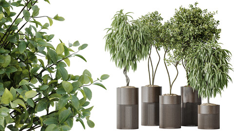 AV Indoor plants set 158 Europaea Olive Eucalyptu Joyplants and Ficus Binnendijkii Alii Maclellandii