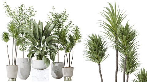 AV Indoor plants set 159 Europaea Olive Eucalyptu Joyplants and Spineless Yucca Aloifolia Rostrata Palm and Ravenala Banana Strelitzia