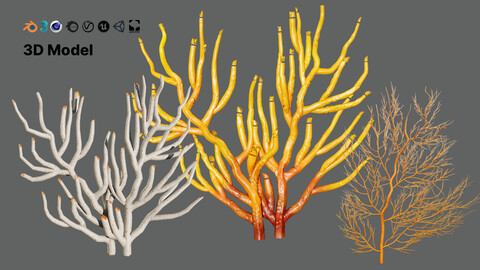 Gorgonian Coral 3D Models Pack with Free Tutorial