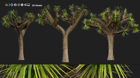 Joshua Tree 3D Models