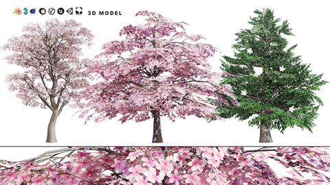 Magnolia Trees 3D Model Pack