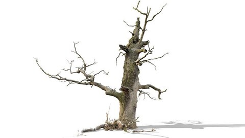 600-year-old dead oak - ENT 06