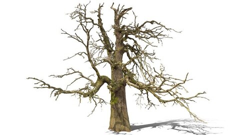 600-year-old dead oak - ENT 08