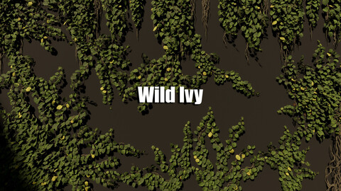 Wild Ivy