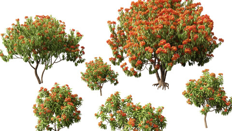 (HighPoly+LowPoly) Saraca asoca - ashoka tree