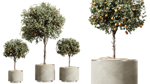 AV HousePlants Mandarin Citrus Fruit Orange Calamondin Tree Set03