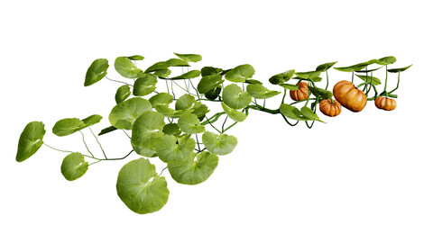 Pumpkin Vine 3D Model