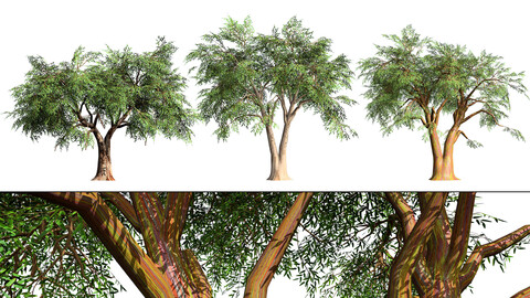 Realistic Eucalyptus Tree 3D Model