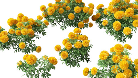 (HighPoly+LowPoly) Tagetes erecta - African marigold