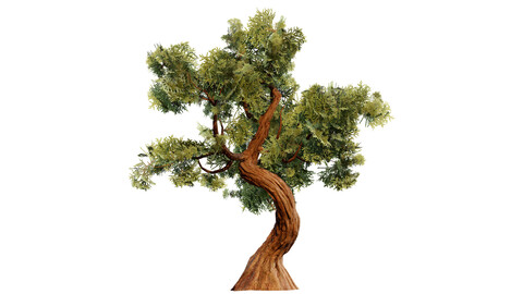 Spiral Juniper Tree 3D Model