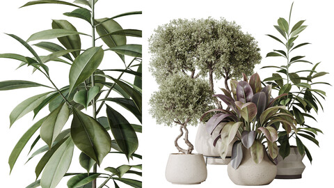 AV Indoor plants set 173 Mission Leccino Arbequina and Ficus Robusta Abidjan and Ficus African Fig