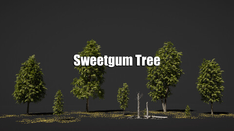 Sweetgum Tree