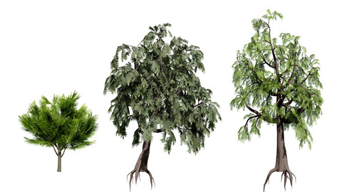 Australian Casuarina Tree 3D Model