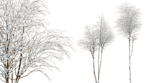 AV Plants Ash Tree Winter Snow