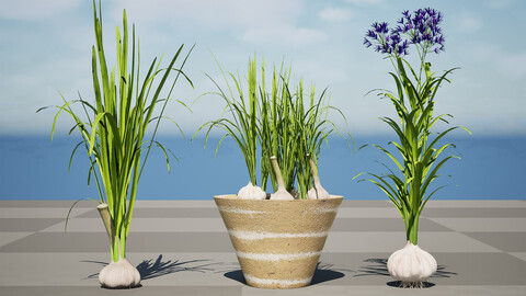 Detailed 3D Garlic Models