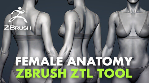 Female Anatomy ZTL Tool