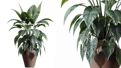 AV HousePlants