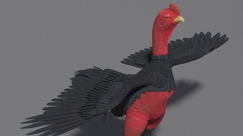 Chicken Maya Rig