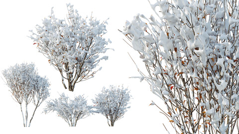 AV Plants Myrtle White flower Winter Snow