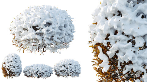 AV Plants Ligustrum Quihoui Privet Pruned Sphere Winter Snow