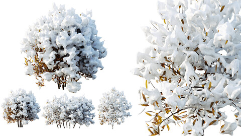 AV Plants Rhododendron Arboreum Bush Winter Snow