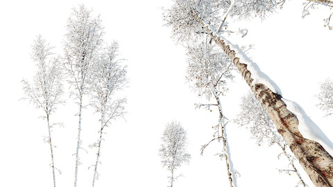 AV Plants Betula Pendula Winter Snow