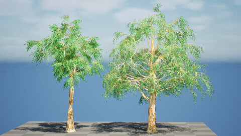 Lemon-Scented Gum Tree 3D Asset