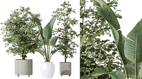 AV Indoor plants set 180 Alnus Glutinosa Alder Schwarzerle Betulus Hazel Erle and Bird Of Paradise Strelitzia Nicolai