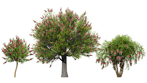 Vibrant Bottlebrush 3D Models