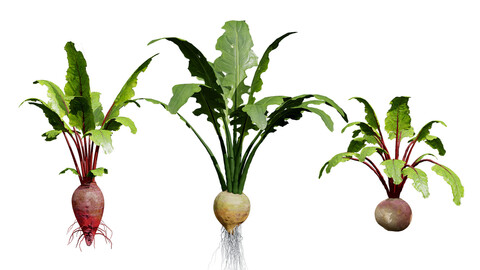 Beet Plant 3D Model