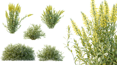 AV 7 different bush Linaria Vulgaris Yellow Toadflax and Gypsophila Paniculata Snowflake Breath