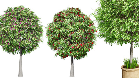 Botanically Accurate Lilly Pilly 3D Plant