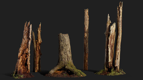 Broken Tree Stumps 01