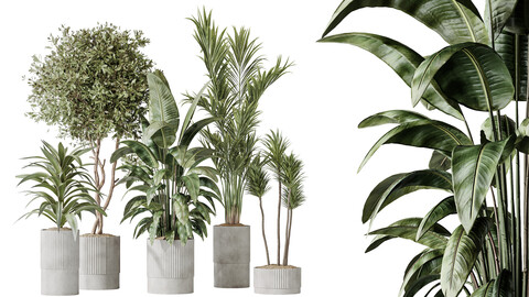 AV Indoor plants set 183 Areca Majesty Palm and ParadiseBird and Lemon Lime Cane Dragon and Olive Artificial and Aloifolia Rostrata Palm