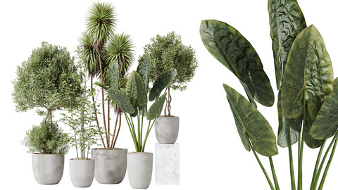 AV Indoor plants set 184 Mission Leccino Arbequina Olive and Cunjevoi Alocasia Jardin and Alnus Glutinosa Alder and Yucca Elephantipes Gigantea