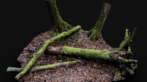 forest ground trees branches debris pt3 photogrammetry