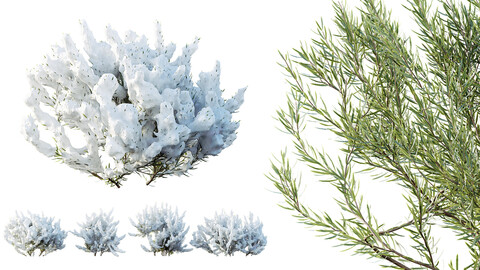 AV Plants Wild_Erica Multiflora Bruyere Fiche Winter Snow