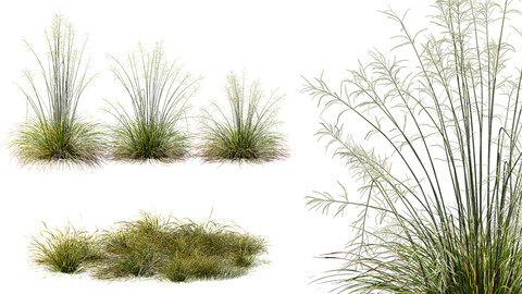 AV 20 different grass Stipa arundinacea Anemanthele lessoniana and Stipa arundinacea Sweet Grass