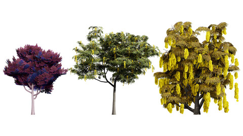 Realistic Cootamundra Wattle Tree 3D Model