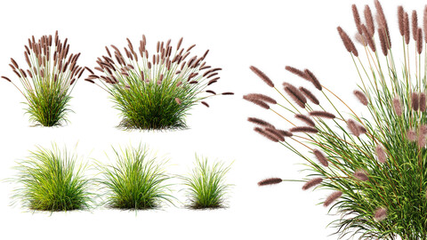 AV 6 different grasses Pennisetum Alopecuroides Lampenputzergras Fountain Hameln and Carex Elata Aurea Grass Version2