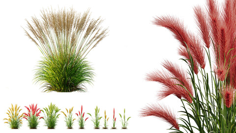 AV 11 different Grasses