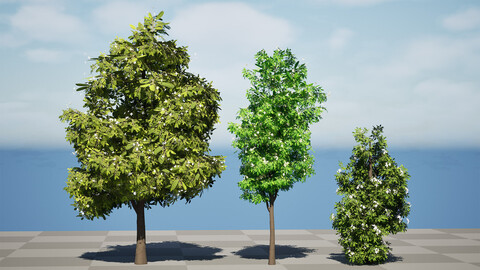 Realistic Lemon Myrtle Tree Model