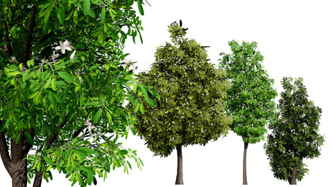 Australian Lemon Myrtle Tree 3D Model