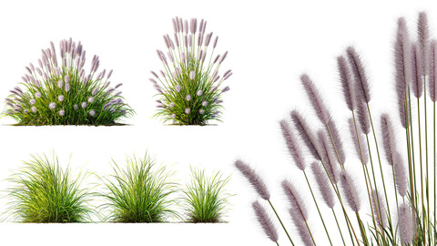 AV 6 different Grasses Pennisetum Alopecuroides Lampenputzergras Fountain Hameln and Carex Elata Aurea