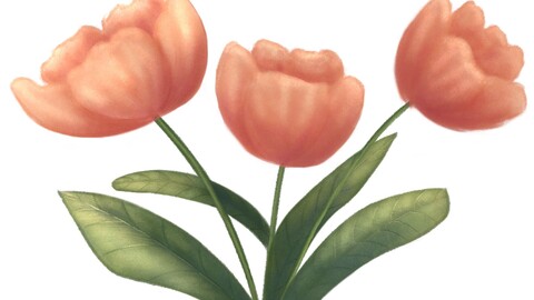 Tulips